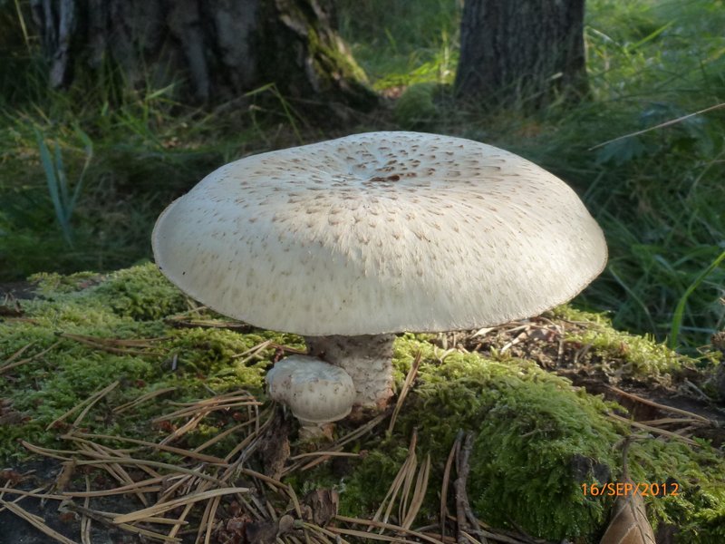 Neolentinus lepideus 001